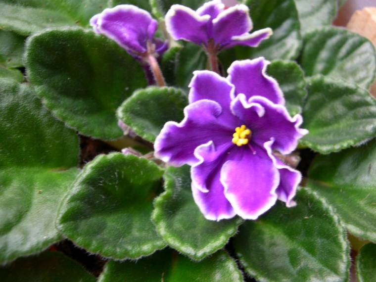 Una exótica paz violeta - Interflora