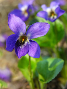 violeta