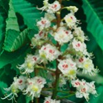 whitechestnut2