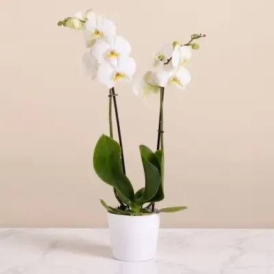 Orquídea del Recuerdo