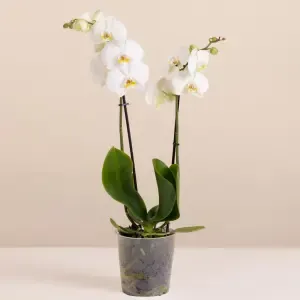 Orquídea Blanca