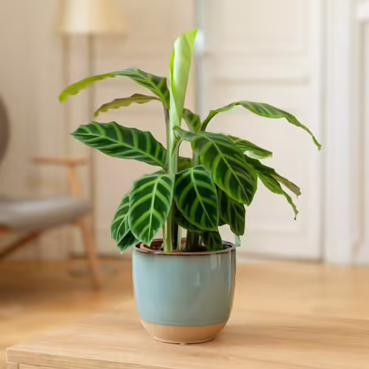 Calathea Plant Care — Simple Tips for Beginners Calathea