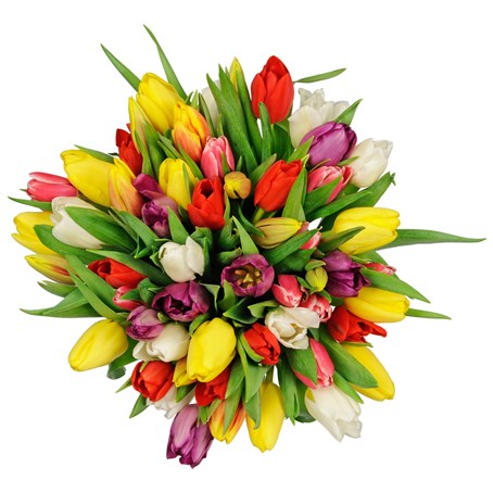 Tulipa