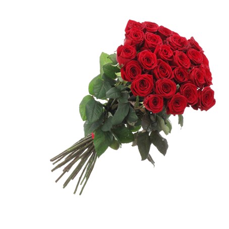 Ruby Red Roses
