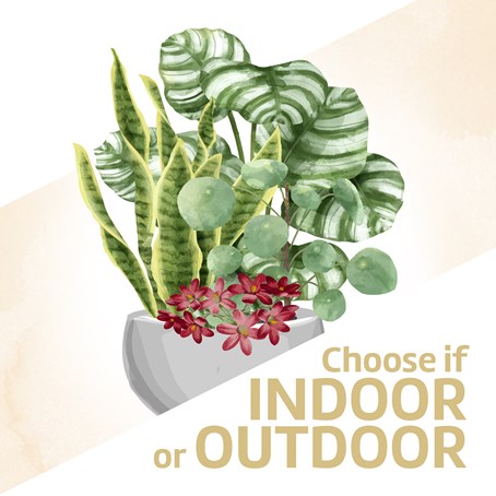 Arrangement of Plants