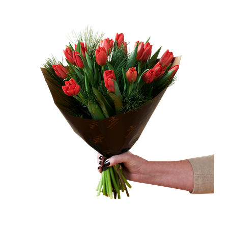 Christmas Tulips Red 240515