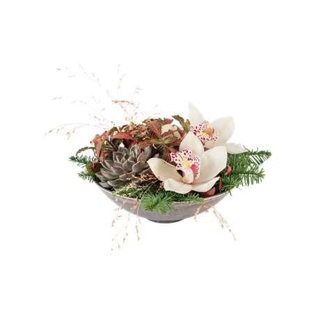 Orchid Fantasy 240550