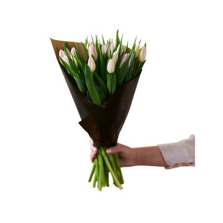 Soft Pink Tulips 240122