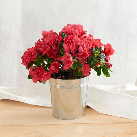 Azalee avec cache pot - Azalea with pot cover