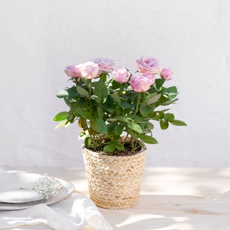 Rosier - Rosebush
