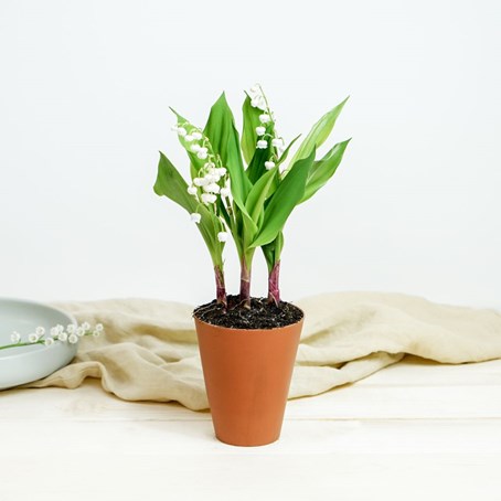 Muguet en pot - Lily of the valley