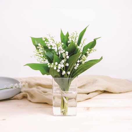 Bouquet de muguet - Lily of the valley