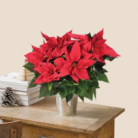 Poinsettia