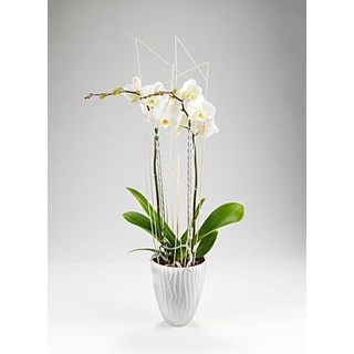 Orchid