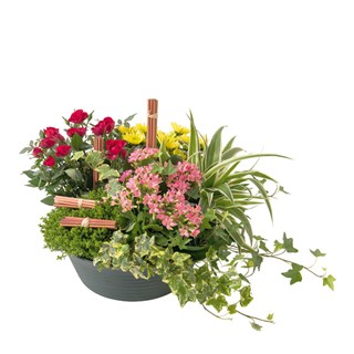 arrangement of plants