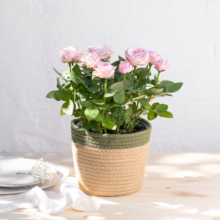 Rosal Rosa