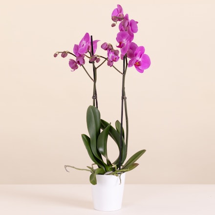 Orquídea Rosa