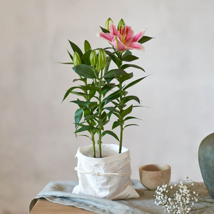Lilium rosa