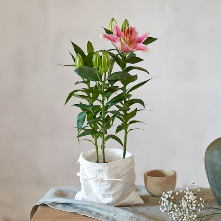 Lilium rosa
