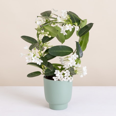 Stephanotis
