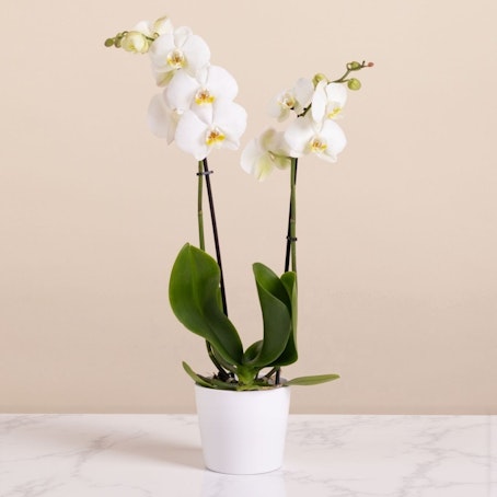 Orquídea del Recuerdo