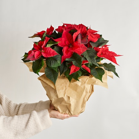 Estrella de Navidad