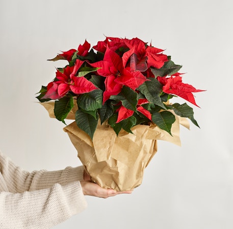 1750959075-1202857-2025