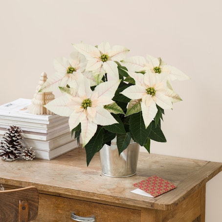 Poinsettia blanca