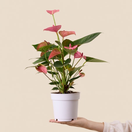 Anthurium rojo