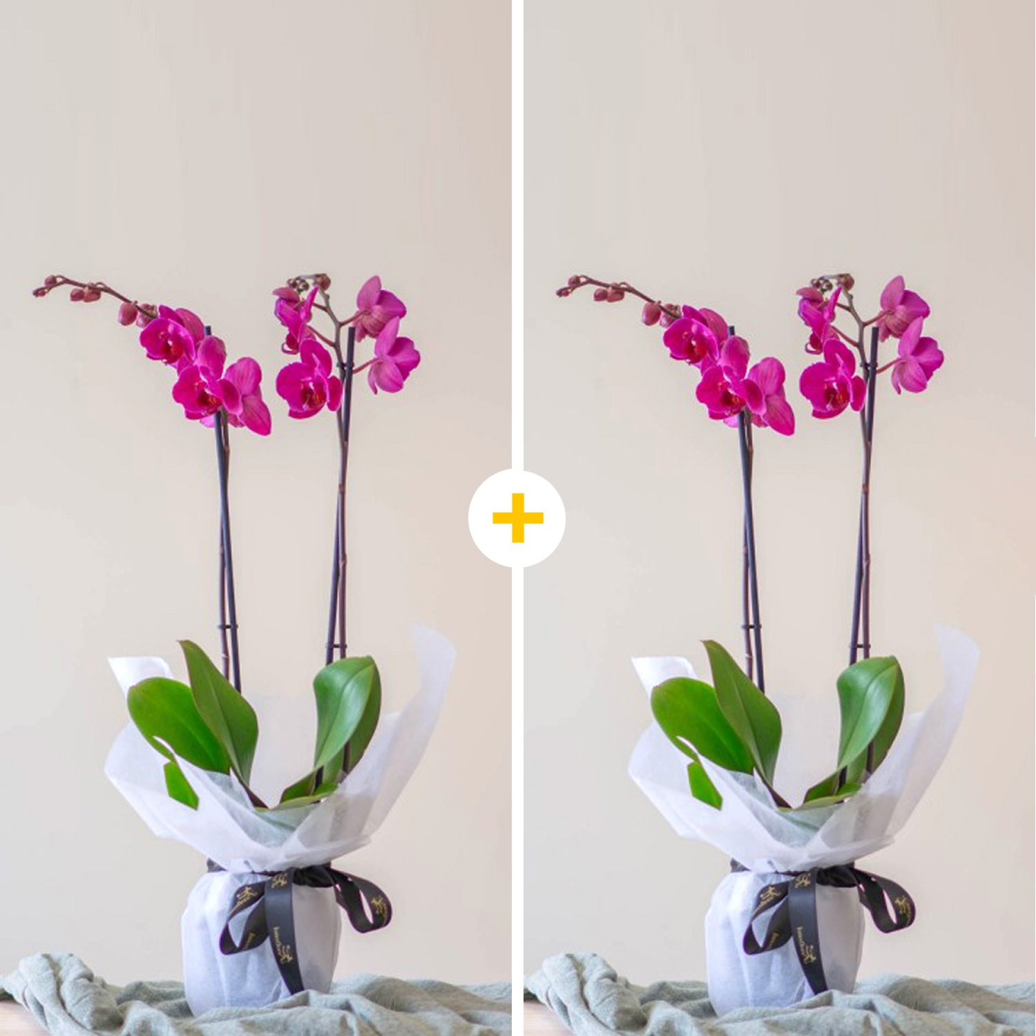 Pack de Orquídeas