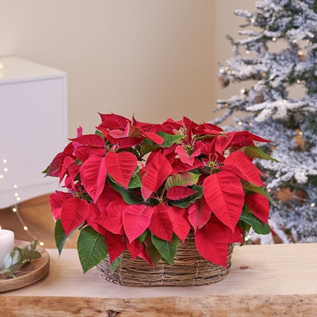 Cesta de Estrella de Navidad  Grande 
