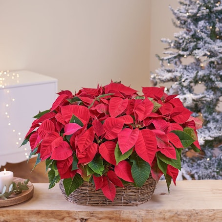 Cesta de Estrella de Navidad  Extra