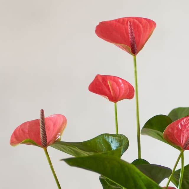 Anthurium rojo - Planta en flor para enamorados