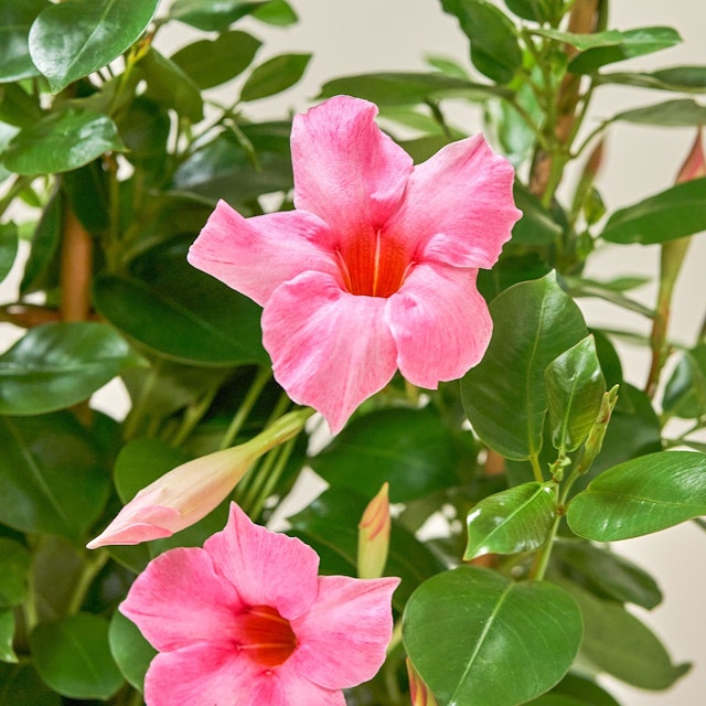 Dipladenia rosa