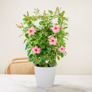 Dipladenia rosa
