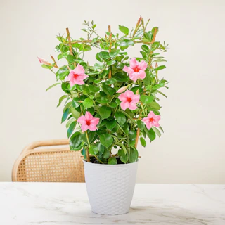 Dipladenia rosa