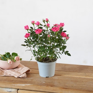 Rosal Rosa