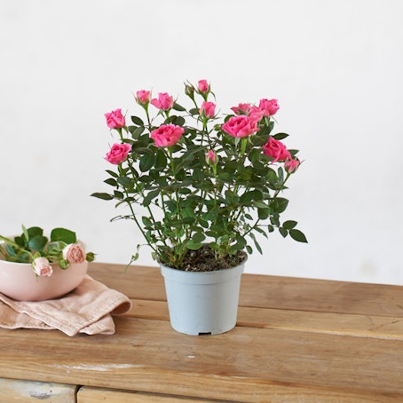 Rosal Rosa