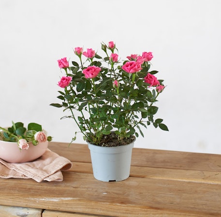 1750959075-1202857-2025