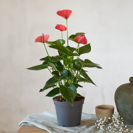 Anthurium rojo - Planta en flor para enamorados