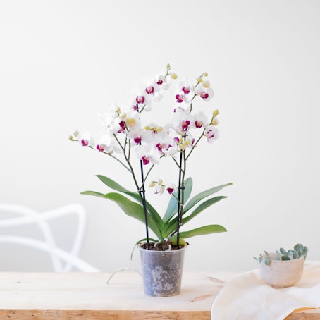 Phalaenopsis Multiflora blanca