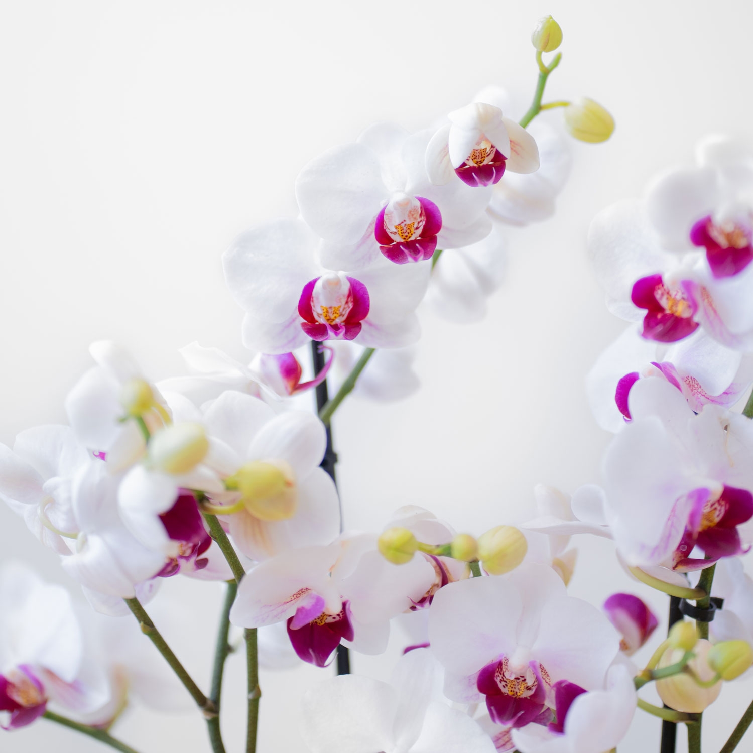 Phalaenopsis Multiflora  blanca