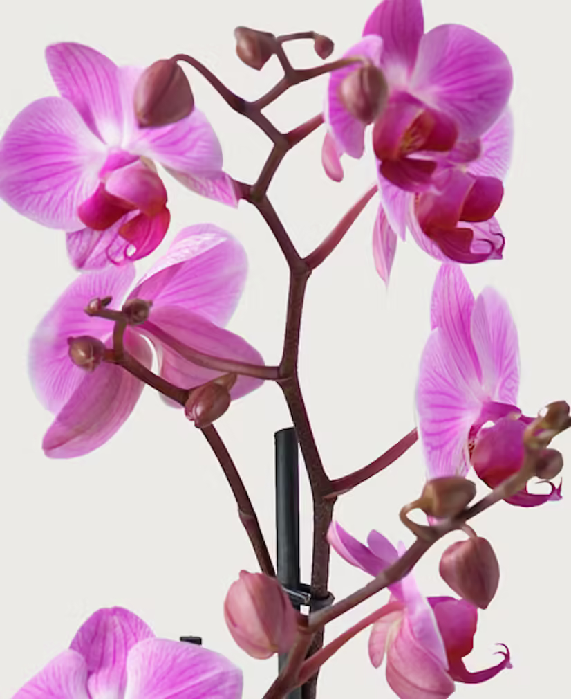 Phalaenopsis Multiflora rosa 