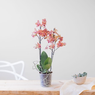 Phalaenopsis Multiflora multicolor