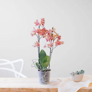 Phalaenopsis Multiflora multicolor