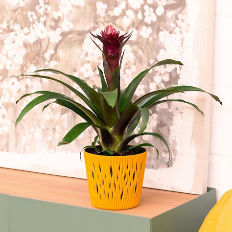 Bromelia Guzmania