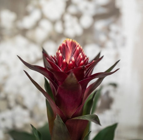 Planta Guzmania Bromelia Con Flores Rojas - Planta Natural Fácil De Cuidar Para Decorar Tu Hogar