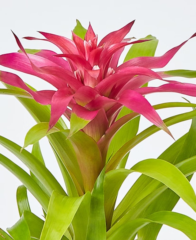 Guzmania