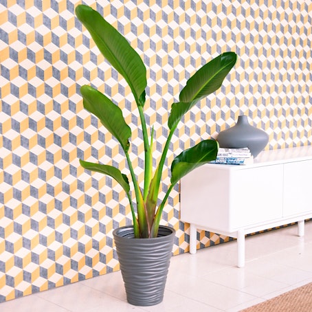 Ave del Paraiso - Strelitzia - Plante de interio fácil de cuidar