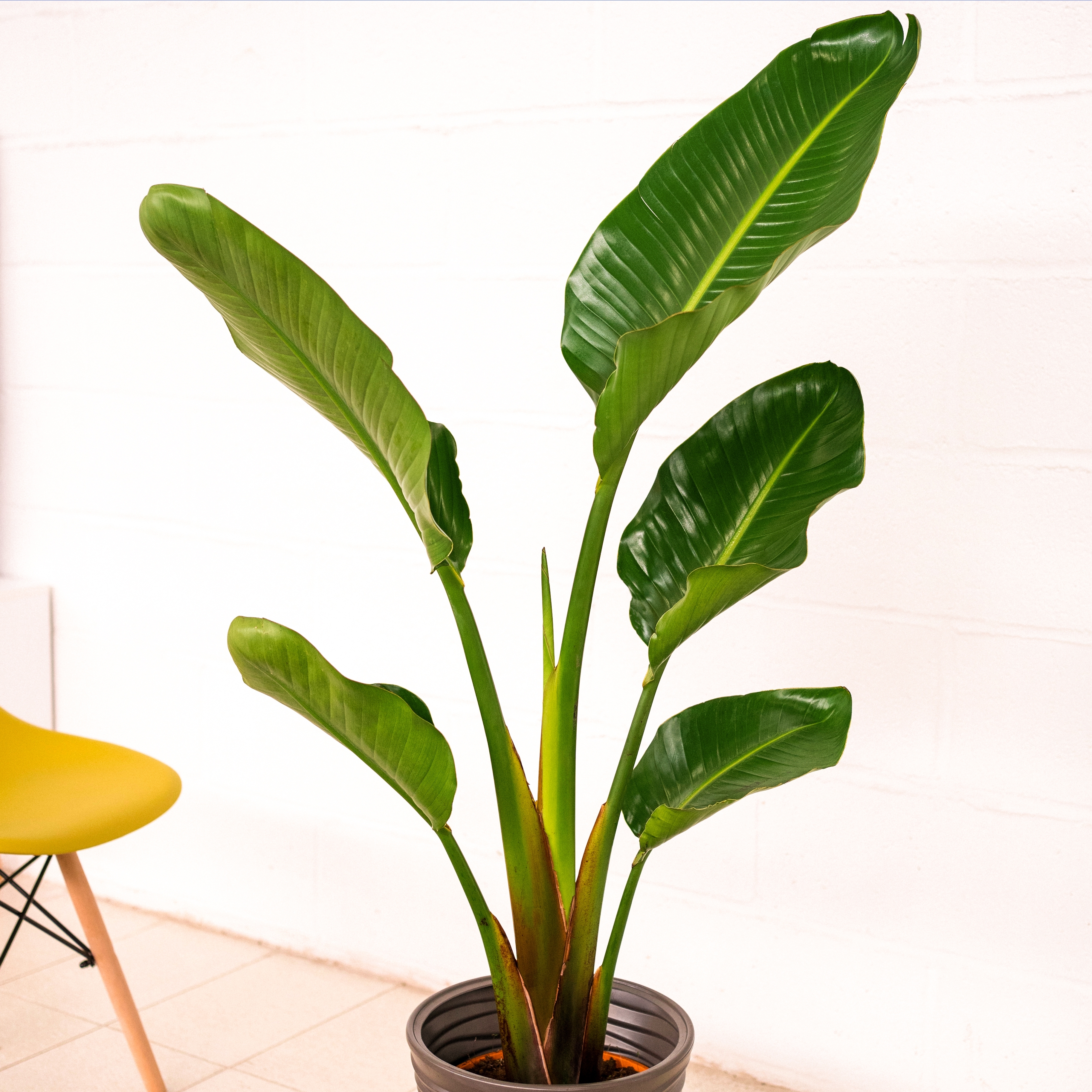 Strelitzia Augusta